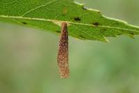 Coleophora milvipennis