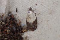 Acleris variegana