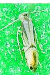 Phyllocnistis citrella