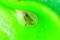 Phyllocnistis citrella