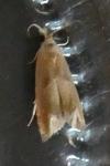 Eucosma
