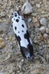Ethmia quadrillella