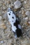 Ethmia quadrillella