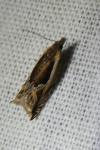 Ancylis apicella