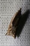 Ancylis apicella