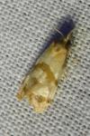 Phalonidia contractana