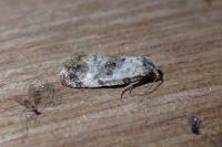 Neocochylis hybridella