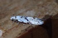 Stenolechia gemmella