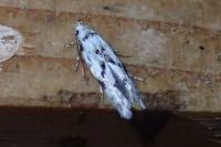 Stenolechia gemmella