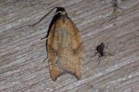 Acleris rhombana