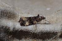 Endothenia