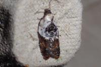 Acleris variegana