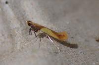 Caloptilia alchimiella