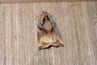 Archips podana