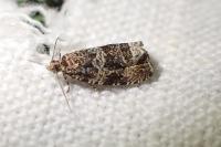 Celypha lacunana
