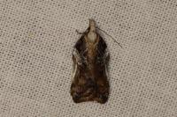 Acleris cristana