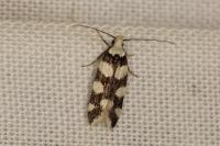 Pseudotelphusa tessella