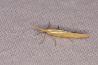 Coleophora