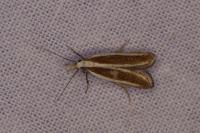 Dichomeris marginella