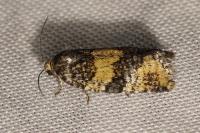Ptycholomoides aeriferanus