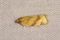 Clepsis pallidana