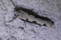 Ethmia bipunctella