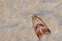 Falseuncaria ruficiliana