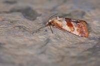 Falseuncaria ruficiliana