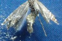 Glyphipterix schoenicolella