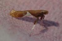 Caloptilia stigmatella