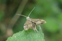 Anthophila fabriciana