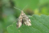 Anthophila fabriciana