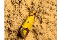 Agapeta zoegana