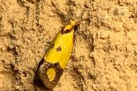 Agapeta zoegana