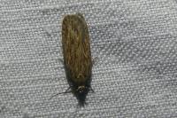 Depressaria