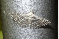Alucita grammodactyla