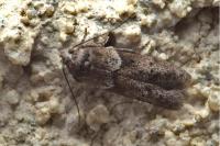 Blastobasis glandulella