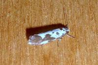 Ethmia quadrillella