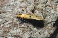 Tinea trinotella
