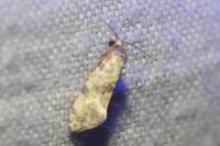 Neocochylis molliculana