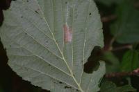 Parornix devoniella