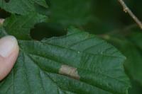 Parornix devoniella