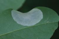 Macrosaccus robiniella