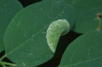 Macrosaccus robiniella