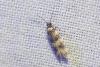 Oegoconia