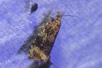 Celypha lacunana