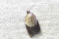 Acleris variegana
