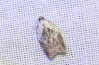 Acleris variegana