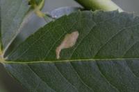 Coptotriche angusticollella