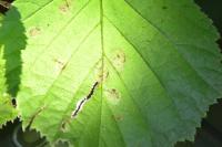 Phyllonorycter coryli